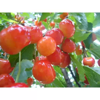 Черешня «Фатеж» 22x80 см