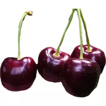 Черешня крупноплодная C7 высота 150-180 см