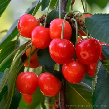 Черешня Орловская розовая h120 см