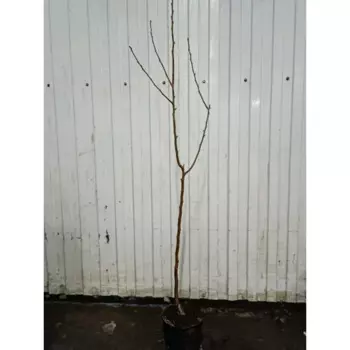 Черешня Скина 23 h120 - 150 см
