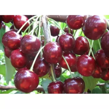 Черешня Тютчевка h120 см