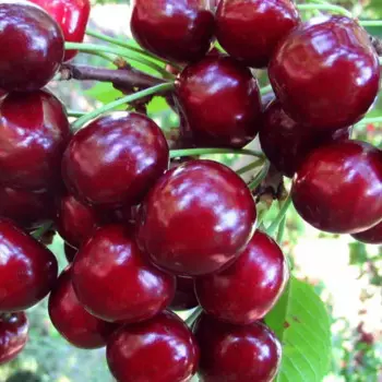 Черешня/вишня Птичья Сюбаровская 22 h120 см