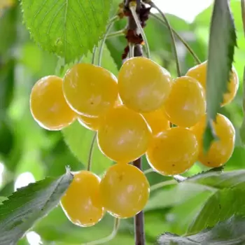 Черешня Янтарная h120 см