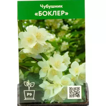 Чубушник Боклер 9 см h50 см