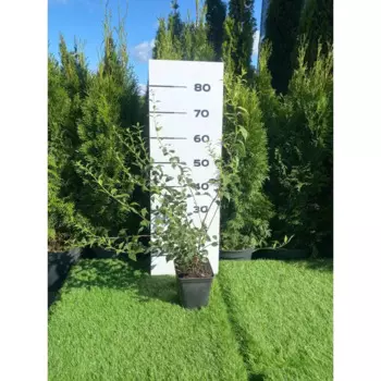 Чубушник Фрости Мон 19 h40 - 60 см