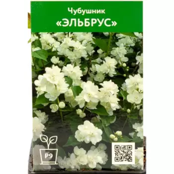 Чубушник Эльбрус 9 см h50 см