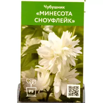 Чубушник Минесота Сноуфлейк 9 см h50 см