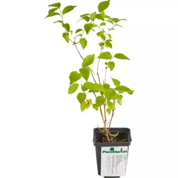 Чубушник Монт Бланк 9 h15 см