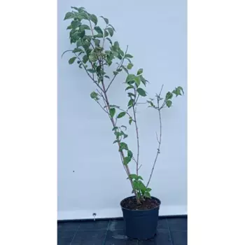 Чубушник Вирджинал 19 см h40-60 см