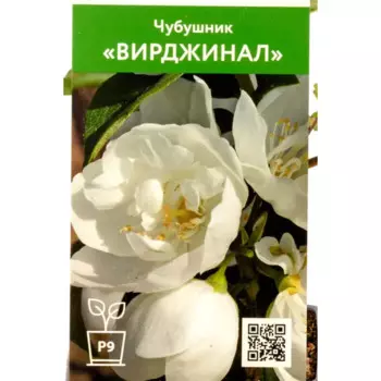 Чубушник Вирджинал 9 см h50 см