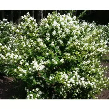 Чубушник Виргинский 15 h35 см