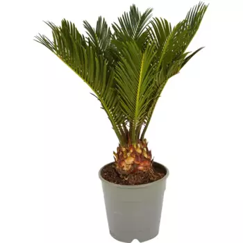 Цикас Революта 12 h25-30 см