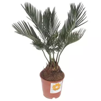 Цикас Революта 12 h40 см
