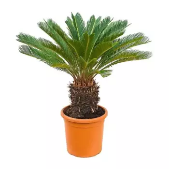Цикас Революта 16 h50 см