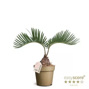 Цикас Революта 9 h20 см