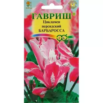 Цикламен персидский «Барбаросса», 3 шт.