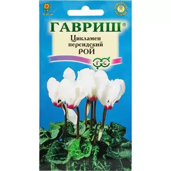 Цикламен персидский «Рой», 3 шт.