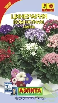 Цинерария комнатная смесь окрасок