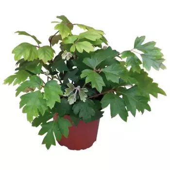 Циссус даника 19 h40 см