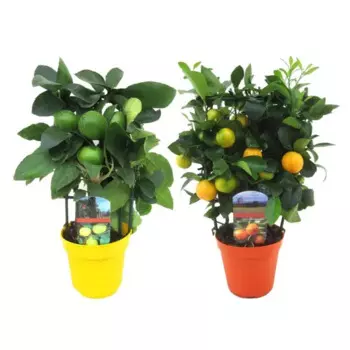 Цитрус 14 h35 см