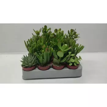Cуккулент микс 5 h10 см