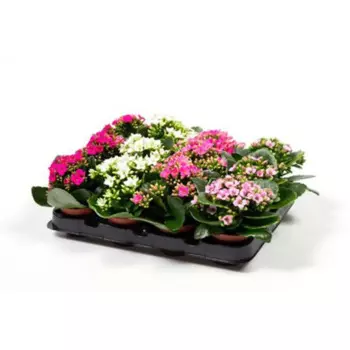 Цветущий Мини микс 6 h8 см