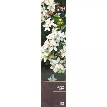 Дейция белая в тубе