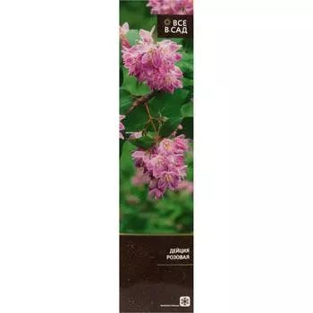 Дейция розовая в тубе
