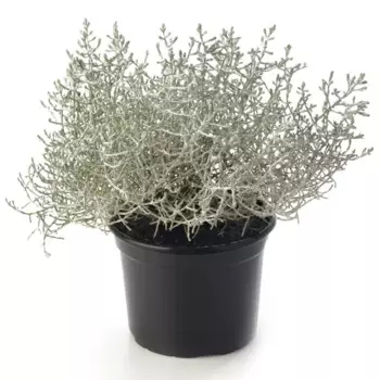 Декоративный кустарник микс 11 h25 см