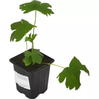Дельфиниум культурный h15 см