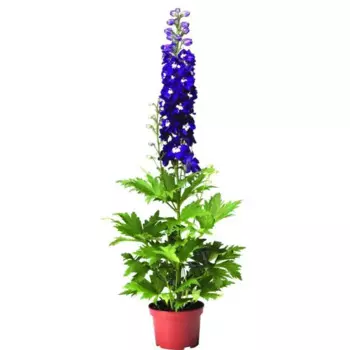 Дельфиниум микс 9 h15 см