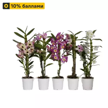 Дендробиум микс 12 h40 см
