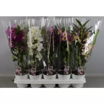 Дендробиум нобиле 12 h70 см