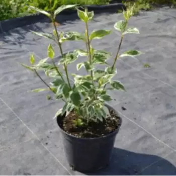 Дерен 27 h80 - 100 см