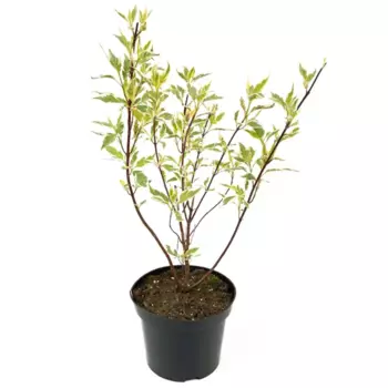Дерен белый Elegantissima 33-53 см