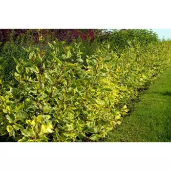 Дерен белый Гоучалти 15 h35 см