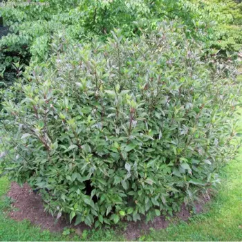 Дерен белый Кесселринги 15 h35 см