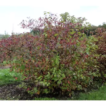 Дерен белый Сибирика 19 h40 - 60 см