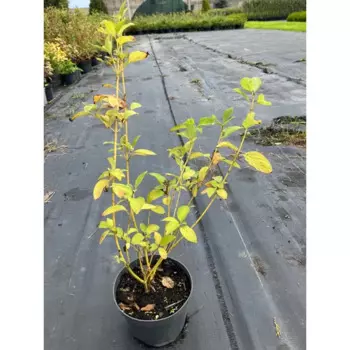 Дерен белый Сибирика h90 - 100 см