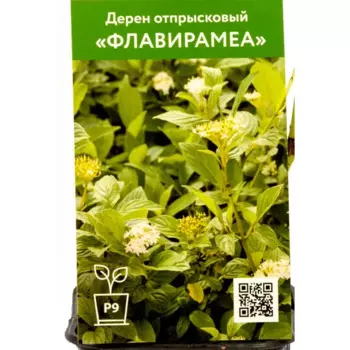 Дерен Флавирамеа 9 см h70 см