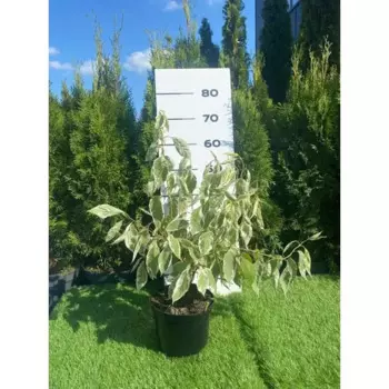 Дерен Элегантиссима h40 - 60 см