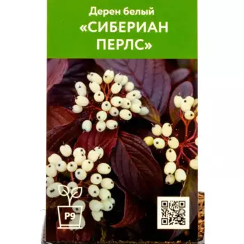 Дерен Сибериан Перлс 9 см h45 см