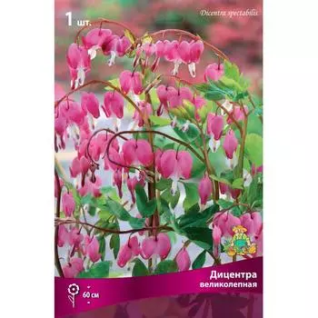 Дицентра великолепная I, 1 шт
