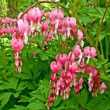 Дицентра великолепная 15 h50-60 см Поиск Инвест