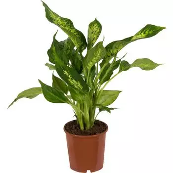 Диффенбахия микс 12x35см