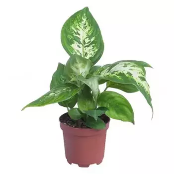 Диффенбахия Ти Ки 9 h15 см