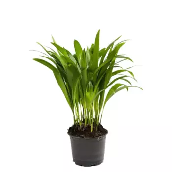 Дипсис 10.5 h8 см