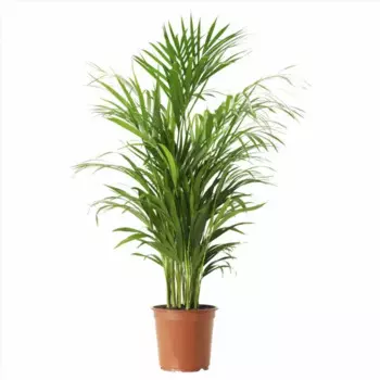 Дипсис 17 h65 см