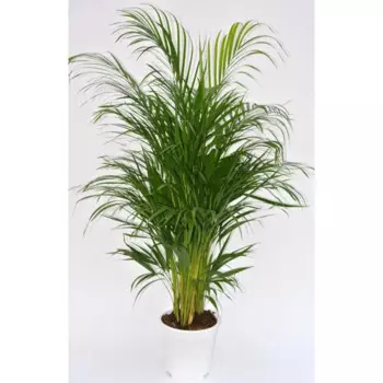 Дипсис 21 h100 см