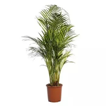 Дипсис 24 h120 см